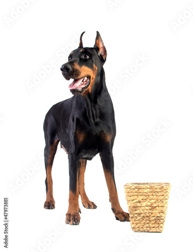 Photo: Doberman dog eating food from basket Doberman dog eating food from basket
