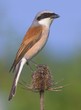 Red-backed Shrike Lanius collurio