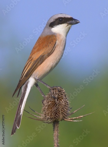 Photo: Red-backed Shrike Lanius collurio Red-backed Shrike Lanius collurio