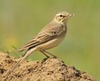 Tawny Pipit Anthus campestris