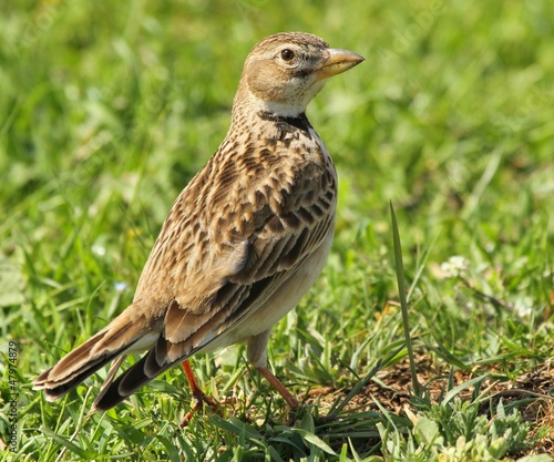 Photo: Calandra Lark Melanocorypha calandra Calandra Lark Melanocorypha calandra
