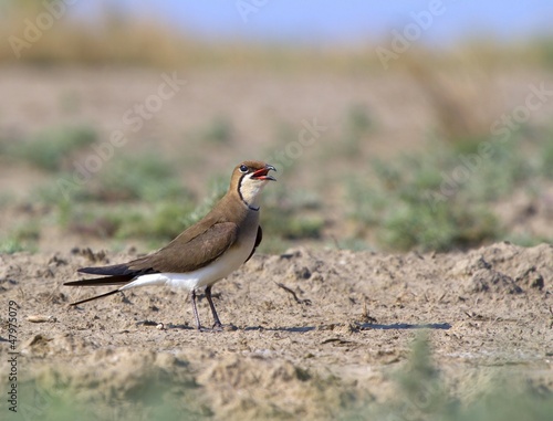 Photo: Collared Pratincole Glareola pratincola Collared Pratincole Glareola pratincola