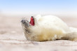 kleines Robbenbaby am Strand beim Gähnen
