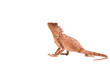 Nackenstachler, Eidechse, Reptil