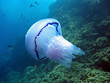 Rhizostoma pulmo jellyfish
