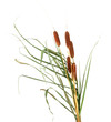 reeds, isolated on white