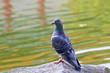 pigeon