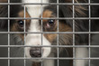 Dog in a cage