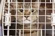 cat in a cage