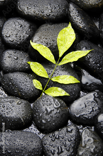 Photo: green plant on wet pebble in water drops green plant on wet pebble in water drops