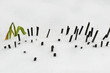 green plant and brown stumps covered with snow