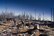 Wanderer in toter Baumlandschaft