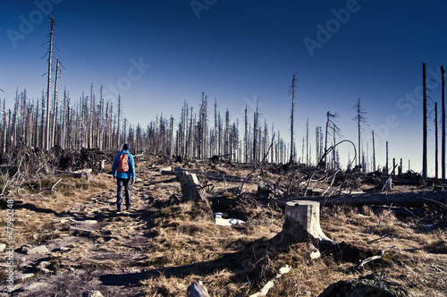 Photo: Wanderer in toter Baumlandschaft Wanderer in toter Baumlandschaft