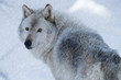 Timber wolf