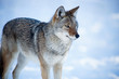 Coyote