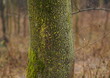Baumstamm mit Moosbelag