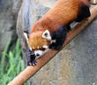 red panda