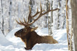 Deer