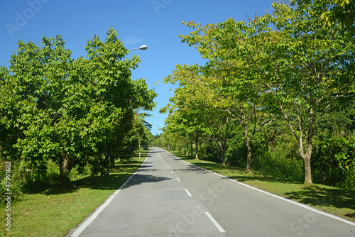 Photo: Tree Lined Road In The Countryside Tree Lined Road In The Countryside