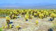 beautiful Cholla Cactus Garden in Joshua Tree national park
