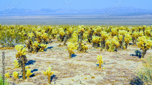 Photo: beautiful Cholla Cactus Garden in Joshua Tree national park beautiful Cholla Cactus Garden in Joshua Tree national park
