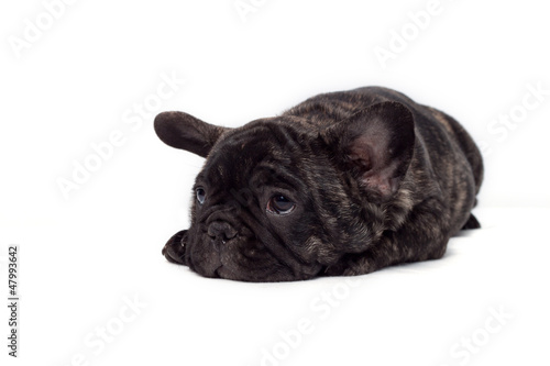 Photo: baby dog baby dog
