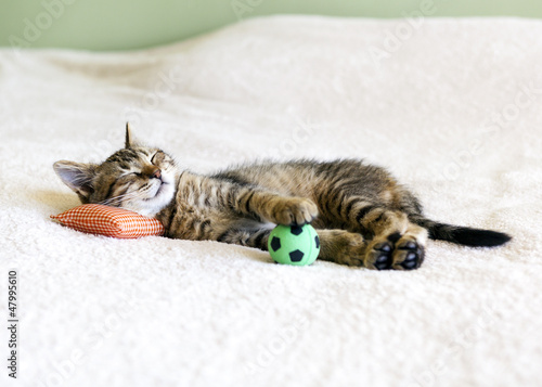 Photo: Small Kitty With Red Pillow And Soccer Ball Small Kitty With Red Pillow And Soccer Ball