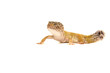 Leopardgecko gecko lizzard echse reptil tier
