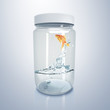 Goldfish inside glass jar