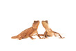 Nackenstachler, Paar, Eidechse,Reptil,Lizzard