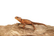 Buschkrokodil, Skink,Schuppenkriechtier,Eidechse
