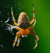 Ragno crociato