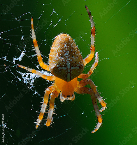 Photo: Ragno crociato Ragno crociato