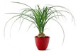 Beaucarnea recurvata