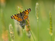 Butterfly Warming its Wings in the Sun