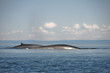 Photo: Fin whales, St Lawrence river, Quebec (Canada) Fin whales, St Lawrence river, Quebec (Canada)