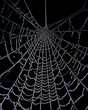 Spinnennetz_4481