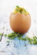 Scrambled Egg