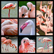 Eight mosaic photos of flamingos (Phoenicopterus)