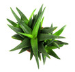 Aloe Vera Isolated on White Background