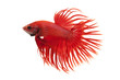 Siamese fighting fish