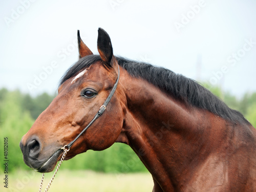Photo: beautiful breed sportive bay stallion beautiful breed sportive bay stallion