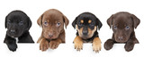 Four puppies above banner