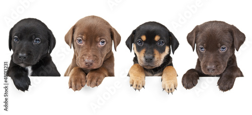 Photo: Four puppies above banner Four puppies above banner