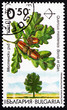 Postage stamp Bulgaria 1992 Oak, Quercus Robur