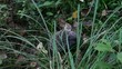 Video: black hedgehog walking in grass black hedgehog walking in grass