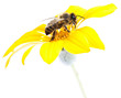 abeja en una margarita