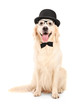 Labrador retriever with bow-tie wearing retro hat