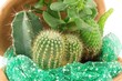 green cactus and Succulents