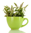 fresh mint with flowers in cup, isolated on white